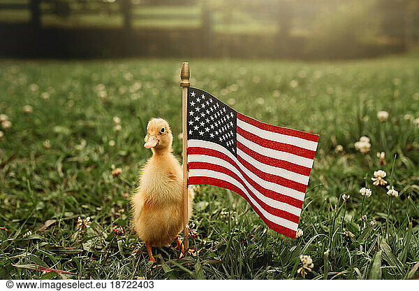 duckling duck standing by a American flag in the grass for 4th of July