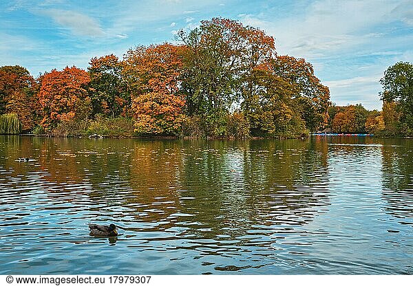 Ducks in a lake in Munich English garden Englischer garten park  Autumn colours on trees and leaves reflecting in water  Munchen