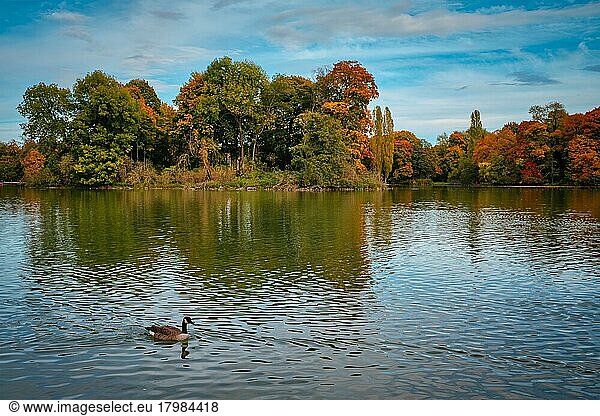 Ducks in a lake in Munich English garden Englischer garten park  Autumn colours on trees and leaves reflecting in water  Munchen