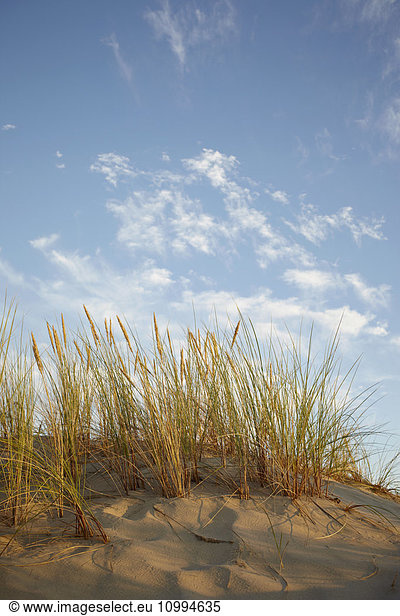 Dune Grass with Warm Sunlight and Sky  Arcachon  Aquitaine  France