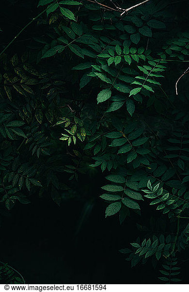 Dunkelgrüne Blätter Sträucher Hintergrund
