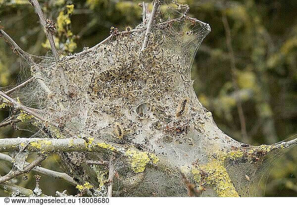 Dunkler Goldafter (Euproctis chrysorrhoea)  Lymantriidae  Insekten  Motten  Schmetterlinge  Tiere  Andere Tiere  Brown-tail Moth caterpillars  in woven silk 'tent'  England  Großbritannien  Europa