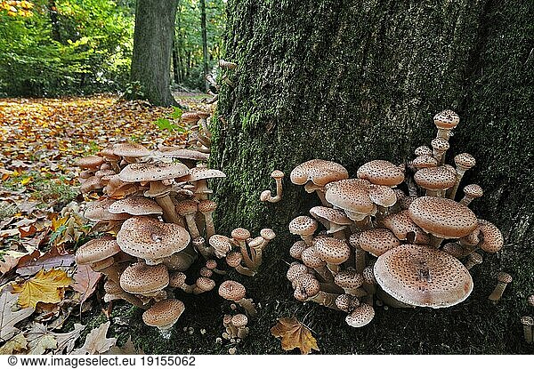 Dunkler Honigpilz (Dunkler Hallimasch (Armillaria ostoyae) an der Basis des infizierten Baumes
