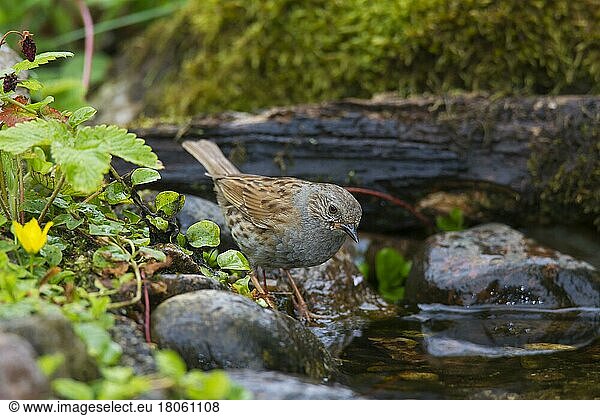 Dunnock  hedge sparrow (Prunella modularis)  hedge warbler drink water from stream