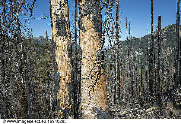 Wald Insgesamt 367123 Bilder Seite 5 Bei Imageselect