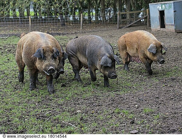 Duroc pig  Duroc pigs  purebred  farm animals  domestic animals (cloven-hoofed animals)  animals  mammals  ungulates  domestic pigs  pigs  Domestic Pig  Duroc  boar and sows  walking in outdoor pen  Chester  Cheshire  England  United Kingdom  Europe
