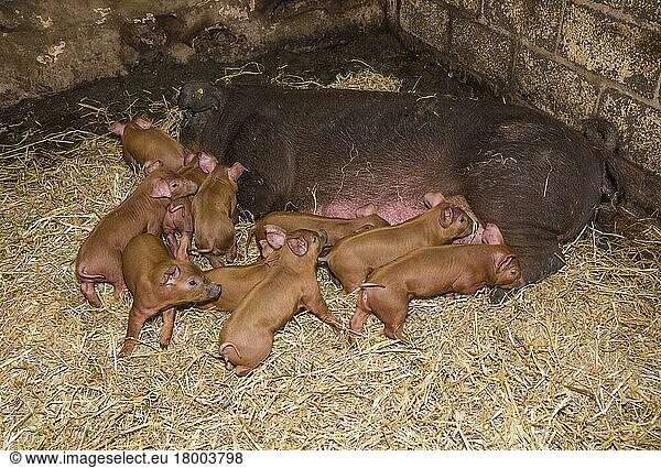 Duroc pig  Duroc pigs  purebred  farm animals  domestic animals (cloven-hoofed animals)  animals  mammals  ungulates  domestic pigs  pigs  Domestic Pig  Duroc  sow and piglets  on straw bedding  Chester  Cheshire  England  United Kingdom  Europe