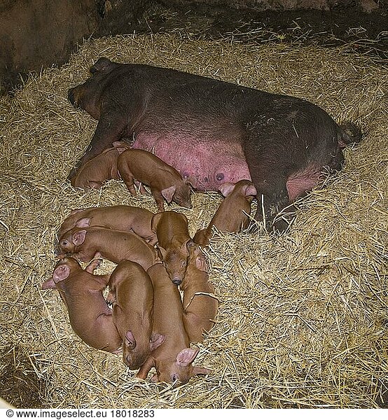 Duroc pig  Duroc pigs  purebred  farm animals  domestic animals (cloven-hoofed animals)  animals  mammals  ungulates  domestic pigs  pigs  Domestic Pig  Duroc  sow and piglets  laying on straw bedding  Chester  Cheshire  England  United Kingdom  Europe