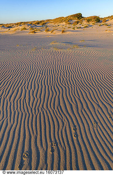 Dusk on the Sao Jacinto dunes  Protected Atlantic coast of the Aveiro area  south of Porto  São Jacinto Dunes Natural Reserve  Portugal