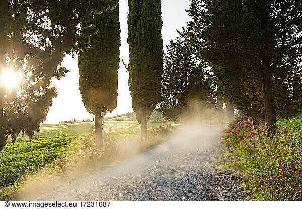 Dust on dirt Cypress tree lined road at sunset  Tuscany  Italy