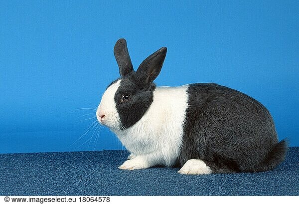 Dutch Rabbit  Holländerkaninchen  blau (Holländerkaninchen) (animals) (Säugetiere) (mammals) (Nagetiere) (rodents) (rabbits) (Haustier) (Heimtier) (pet) (innen) (Studio) (seitlich) (side) (adult) (Freisteller) (Objekt) (Querformat) (horizontal) Kaninchen