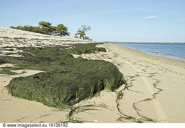 Dwarf eelgrass (Zostera noltii) stranded on a beach in Lège-Cap-Ferret  Arcachon Basin  Gironde  France.