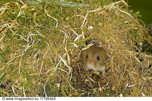 Dwarf Mouse  eurasian harvest mice (Micromys minutus)  Dwarf Mice  Mice  Mouse  Rodents  Mammals  Animals  Harvest Mouse adult  peering from nest entrance  Norfolk  England  United Kingdom  Europe