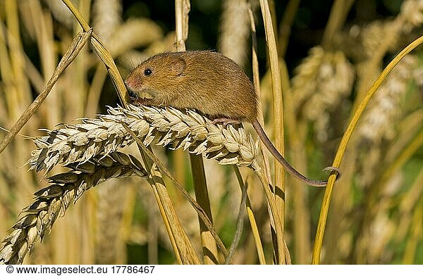 Dwarf Mouse  eurasian harvest mice (Micromys minutus)  Dwarf Mice  Mice  Rodents  Mammals  Animals  Harvest Mouse adult  climbing on ears of ripe wheat  Norfolk  England  United Kingdom  Europe