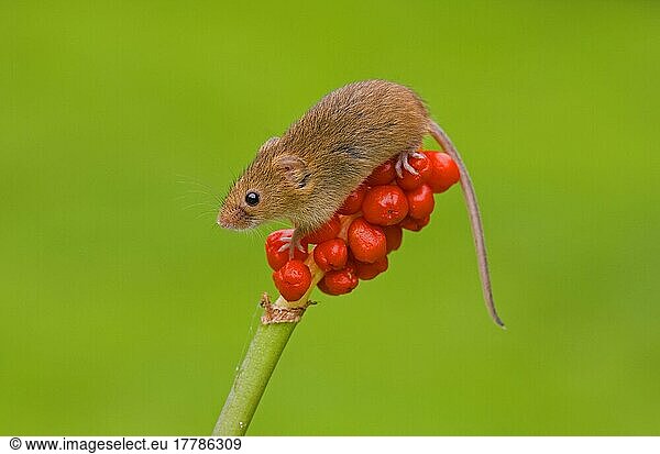 Dwarf Mouse  eurasian harvest mice (Micromys minutus)  Dwarf Mice  Mice  Rodents  Mammals  Animals  Harvest Mouse immature  on Lords and common arum (Arum maculatum) fruit  Norfolk  England  Great Britain