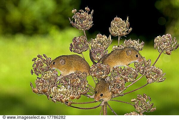 Dwarf Mouse eurasian harvest mice (Micromys minutus)  Dwarf Mice  Mice  Rodents  Mammals  Animals  Harvest Mouse three adults  climbing on Alexanders (Smyrnium olusatrum) seedhead  Norfolk  England  Great Britain