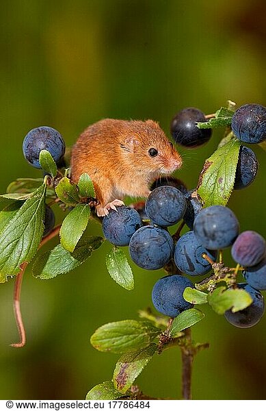 Dwarf Mouse  eurasian harvest mice (Micromys minutus)  Mice  Mouse  Rodents  Mammals  Animals  Harvest Mouse adult  climbing on blackthorn (Prunus spinosa) fruit  Norfolk  England  United Kingdom  Europe
