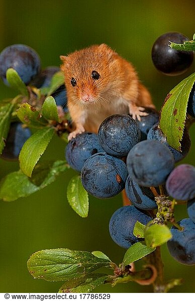 Dwarf Mouse  eurasian harvest mice (Micromys minutus)  Mice  Mouse  Rodents  Mammals  Animals  Harvest Mouse adult  climbing on blackthorn (Prunus spinosa) fruit  Norfolk  England  United Kingdom  Europe