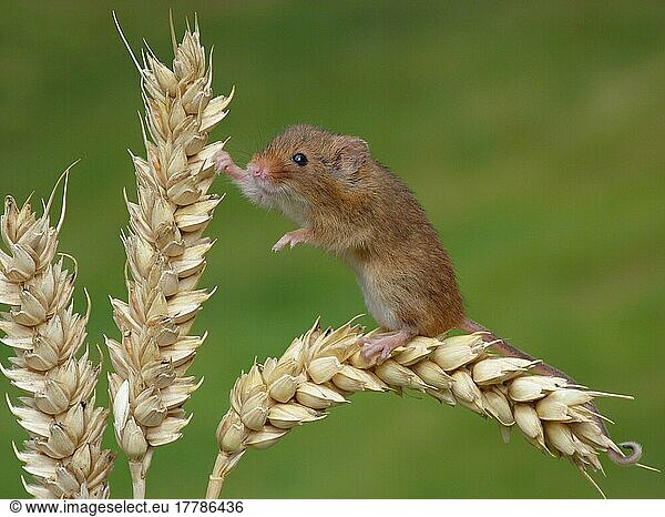 Dwarf Mouse  eurasian harvest mice (Micromys minutus)  Mice  Mouse  Rodents  Mammals  Animals  Harvest Mouse adult  climbing on ripe wheat ear  Leicestershire  England  june (controlled)