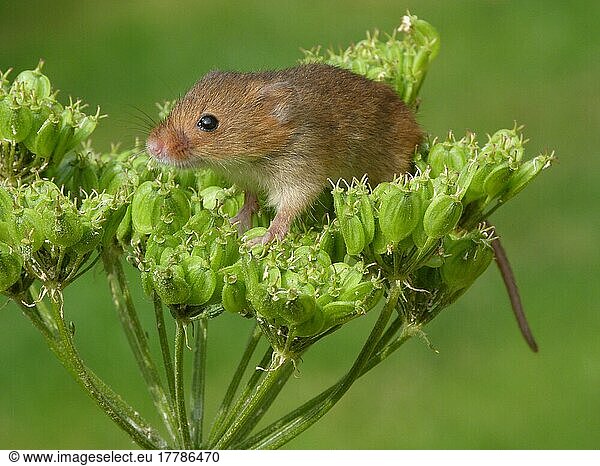 Dwarf mouse  eurasian harvest mice (Micromys minutus)  Mice  Mouse  Rodents  Mammals  Animals  Harvest Mouse adult  climbing on umbellifer seedhead  Leicestershire  England  august (controlled)
