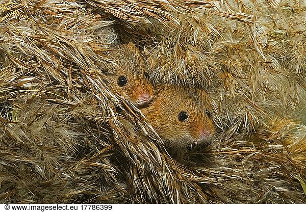 Dwarf Mouse  eurasian harvest mice (Micromys minutus)  Mice  Mouse  Rodents  Mammals  Animals  Harvest Mouse two adults  peering from nest made from Reed (Phragmites sp.)  Norfolk  England  captive