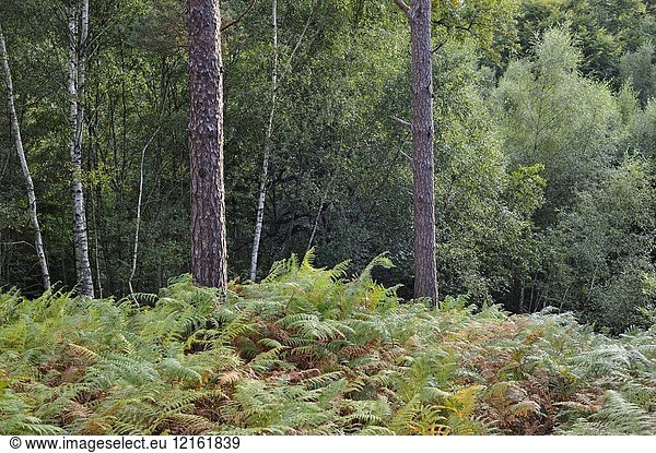 Eagle fern bed (Pteridium aquilinum ) in the Forest of Rambouillet  Haute Vallee de Chevreuse Regional Natural Park  Department of Yvelines  Ile de France Region  France  Europe.