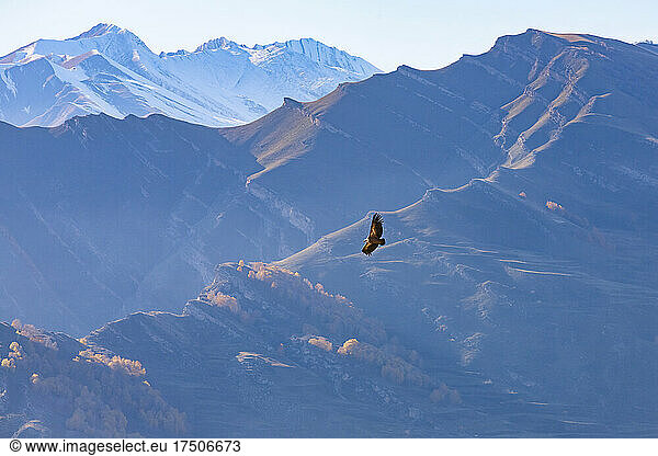 Eagle flying over peaks of Caucasus Mountains