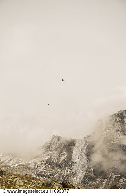 Eagle flying over snow capped mountain in misty morning,  Austrian Alps,  Carinthia,  Austria