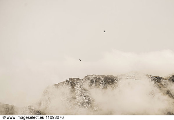 Eagles flying over snow capped mountain in misty morning  Austrian Alps  Carinthia  Austria