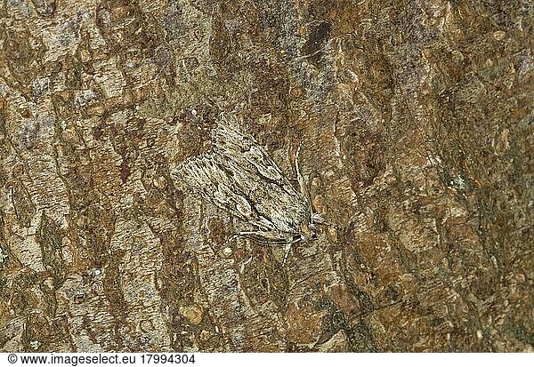 Early Grey (Xylocampa areola) Moth adult  camouflaged on bark  Norfolk  England  United Kingdom  Europe