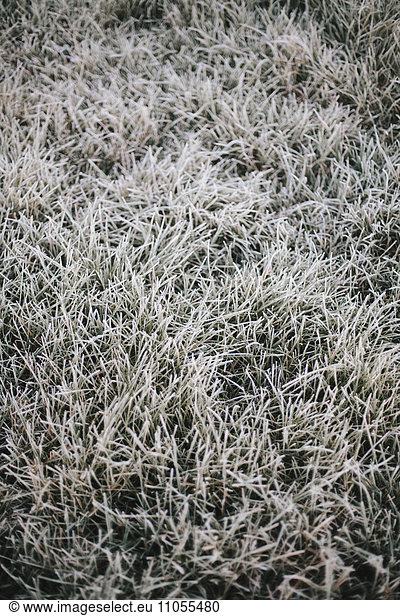 Early morning chill  a light frost on the grass.