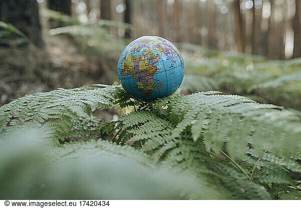 Earth globe on plant in forest
