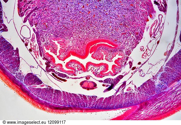 Earthworm (Oligochaeta) cross section showing cuticle Earthworm ...