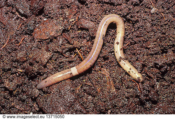 Earthworm  Lumbricus terrestris  a familiar garden species native to Europe but introduced to other countries worldwide  Australia