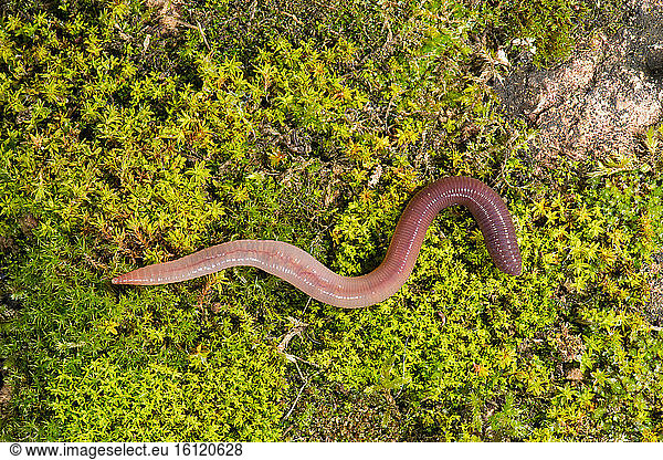 Earthworm (Lumbricus terrestris) soil fauna in the garden  Bouxières-aux-dames  Lorraine  France