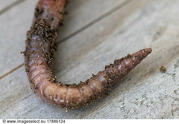Earthworm (Lumbricus terrestris) tip  Pas de Calais  France