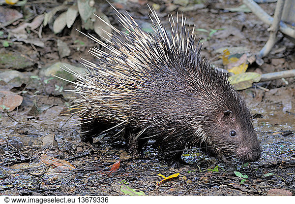 East Asian Porcupine / Malayan Porcupine (Hystrix brachyura)  Malaysia (Captive)
