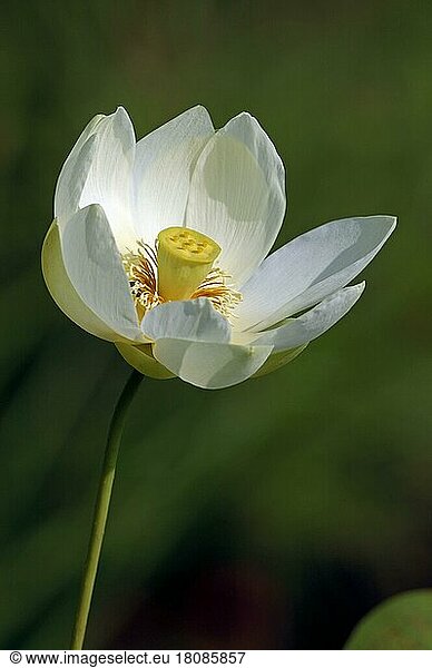 East Indian Lotus (Nelumbo nucifera)  blossom