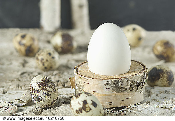 Easter egg with Quail egg on brich bark