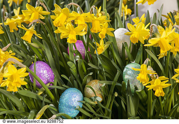 Easter eggs hidden among small flowering daffodils.
