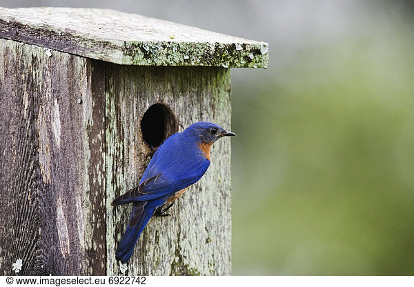 Eastern Bluebird at Nesting Box