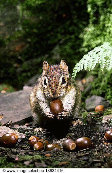 Eastern chipmunk (Tamias striatus) placing acorns in its cheek pouches so it can carry them back to its burrow in Ricketts Glen State Park  Pennsylvania  in the fall.