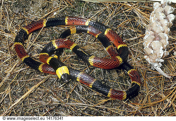 Eastern Coral Snake Eastern Coral Snake,aposematic Coloration ...