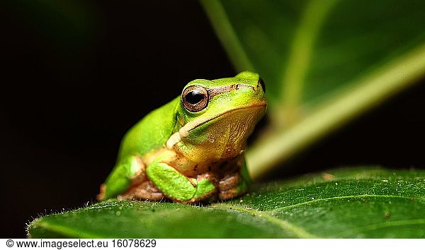 Eastern Dwarf Tree Frog (Litoria fallax)  Australia