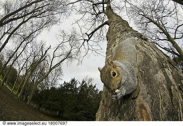 Eastern eastern gray squirrel (Sciurus carolinensis) introduced species  adult  feeding on nut  descending tree trunk in parkland habitat  St James's Park  City of Westminster  London  England  United Kingdom  Europe