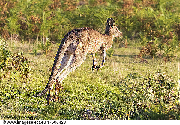 Eastern grey kangaroo (Macropus giganteus) jumping through grass