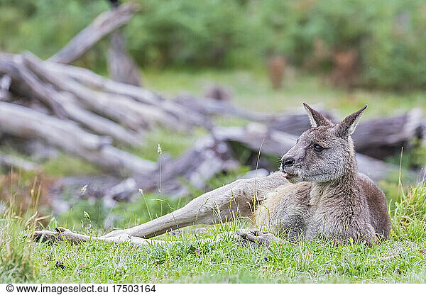 Eastern grey kangaroo (Macropus giganteus) resting on grass