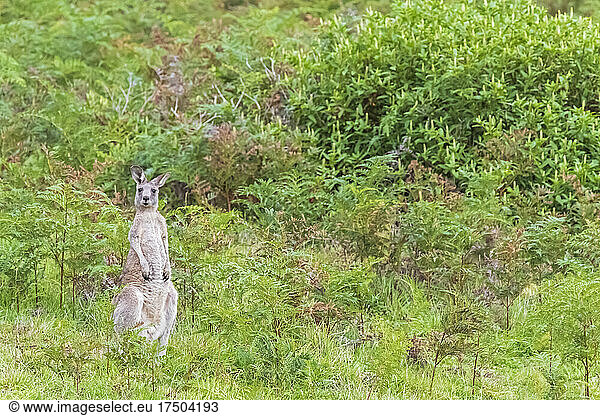 Eastern grey kangaroo (Macropus giganteus) standing outdoors amid green lush flora