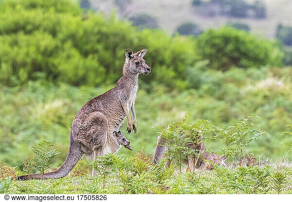 Eastern grey kangaroo (Macropus giganteus) standing with baby in pouch