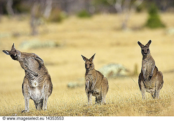 Eastern Grey Kangaroo or Forester Kangaroo (Macropus giganteus)  group standing upright  Australia  Tasmania